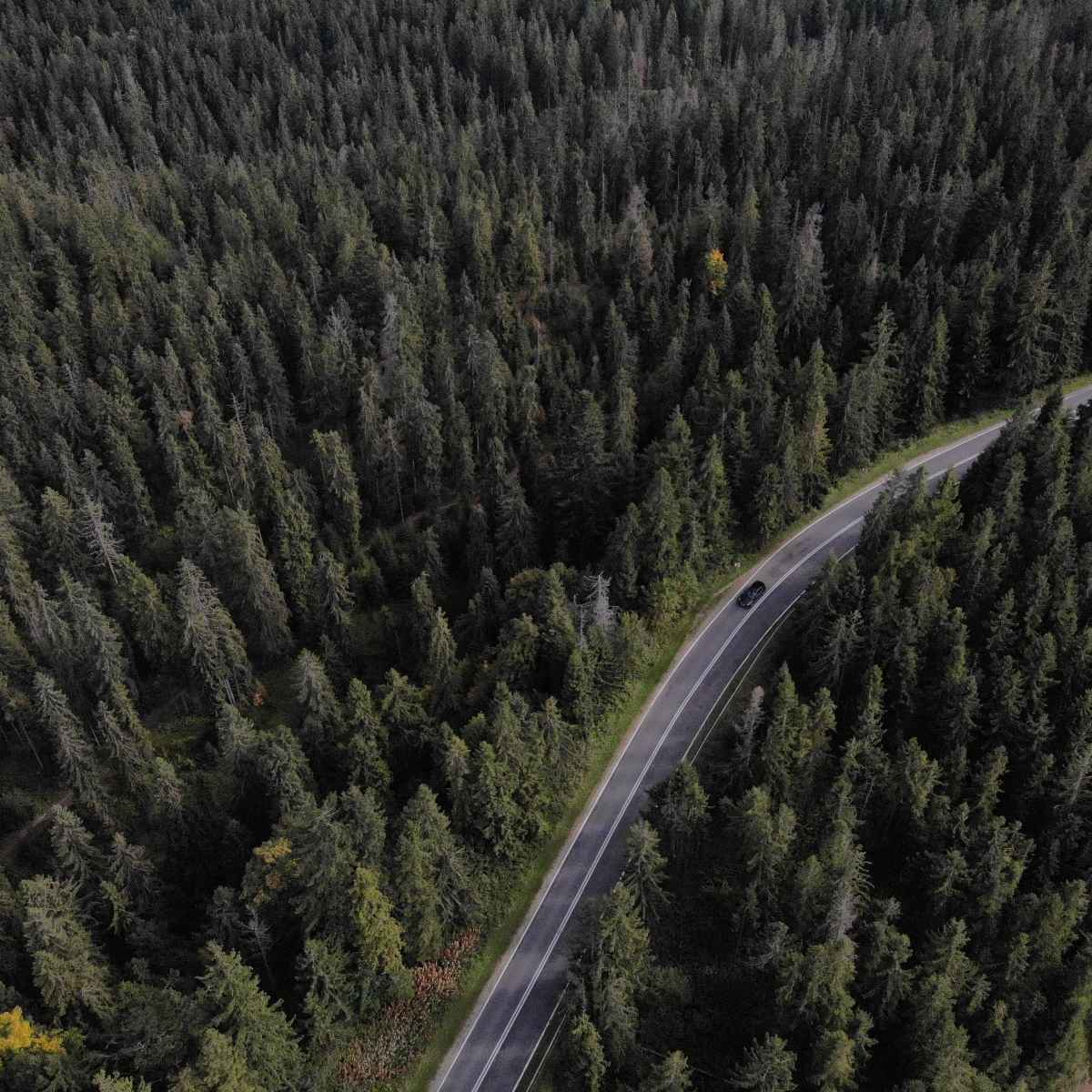 vei gjennom skogen sett fra fugleperspektiv, overføring fra Krakow til Zakopane